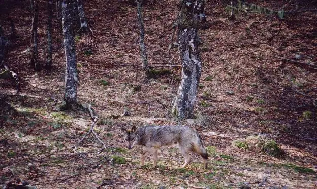 El Principado prorroga la orden para que sus guardas ahuyenten a los lobos en los Picos de Europa