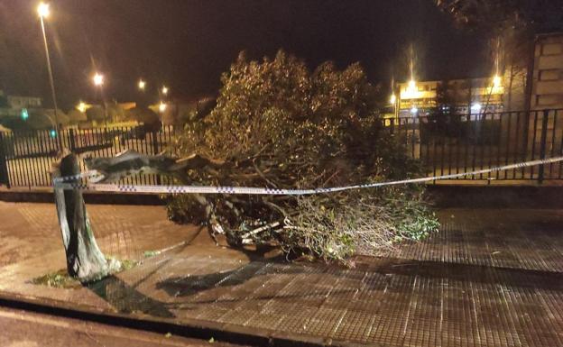 El viento derriba durante la noche dos árboles en Avilés