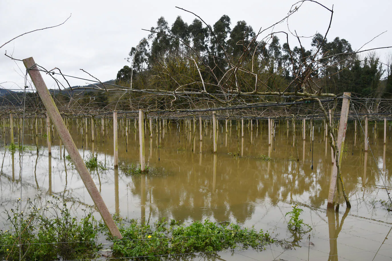 El Principado desactiva la alerta por inundaciones, aunque el Narcea anega plantaciones en Pravia