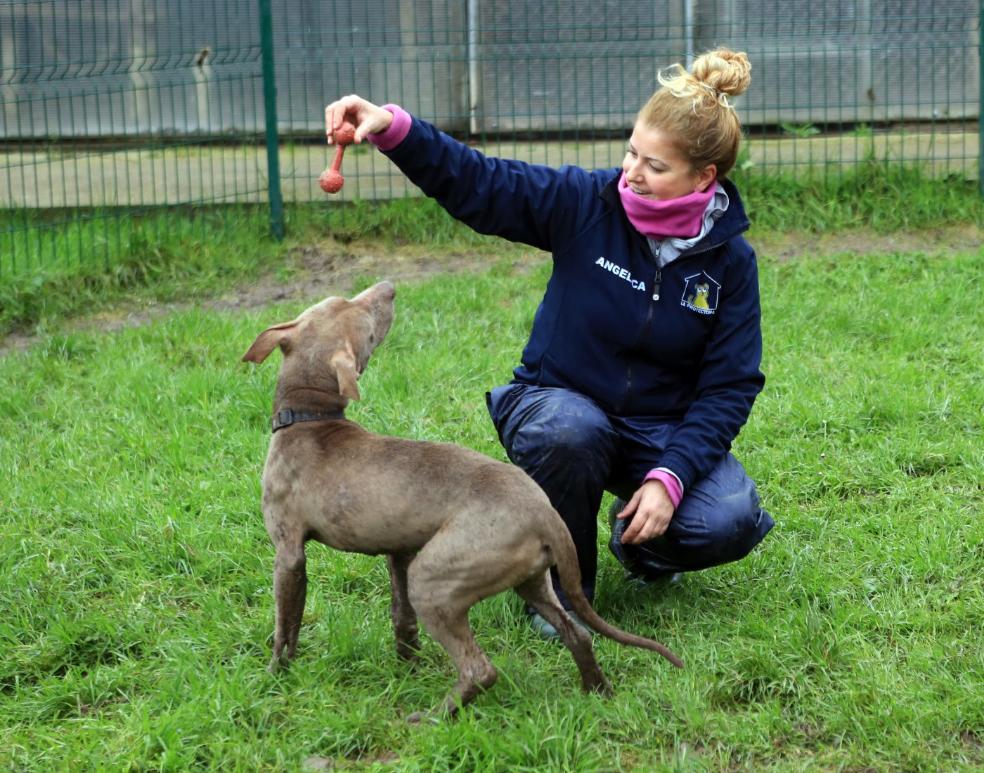 «A los animales les falta el amor de una familia»