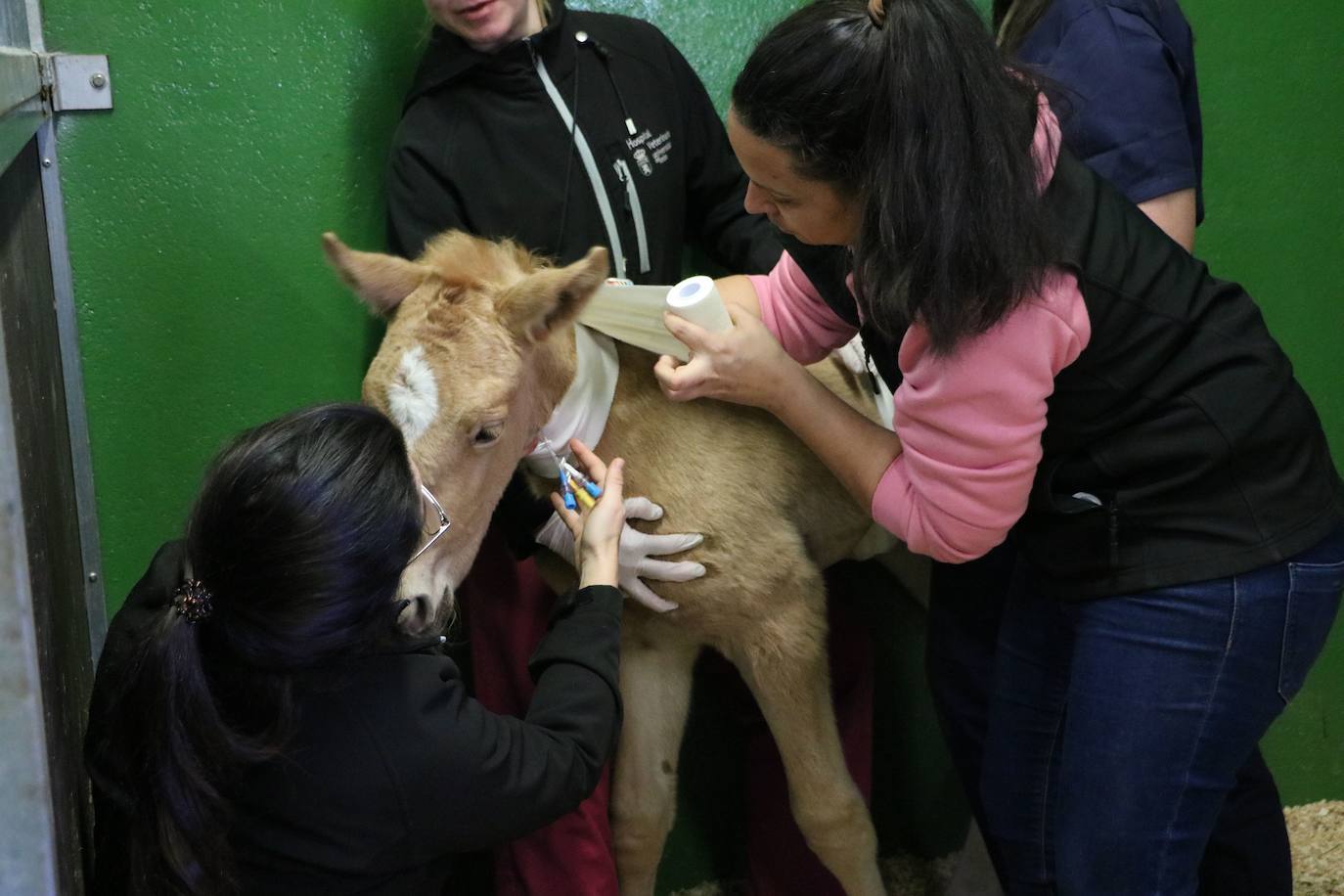 El Hospital Veterinario de León asiste a una potra asturiana