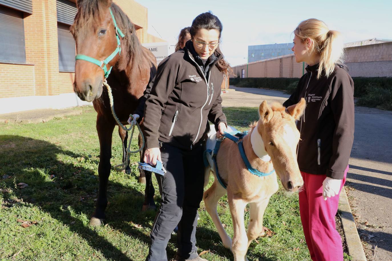 El Hospital Veterinario de León vuelve a recibir urgencias equinas y opera a una potra asturiana