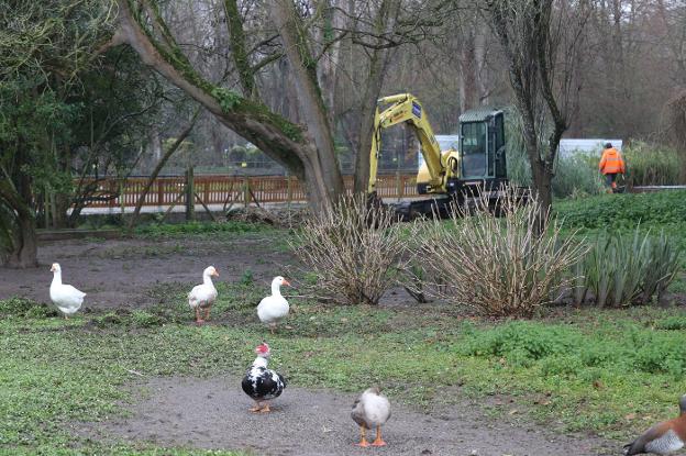 Gijón completa el traslado de las aves del lago pequeño del parque Isabel La Católica a un nuevo cercado