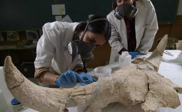 Cráneos de animales como trofeos de caza: la cueva que confirma la capacidad simbólica de los Neandertales