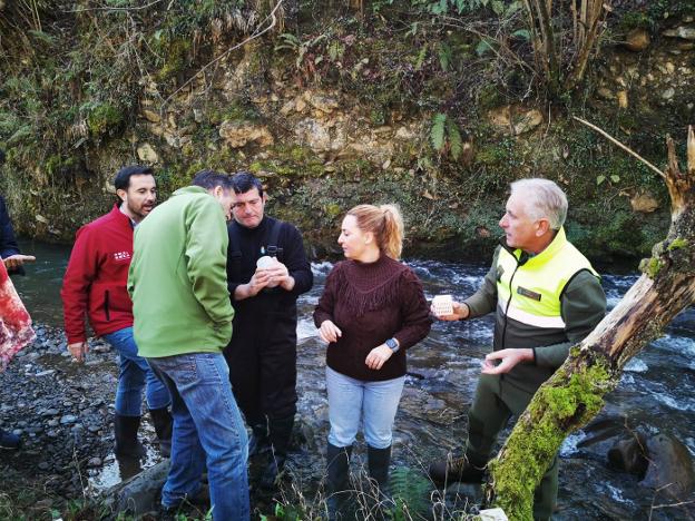 Medio Natural suelta 15.000 huevas de trucha en el río Pajares, en Lena