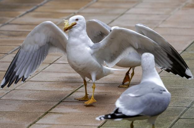El Partido Animalista critica el modelo de control de gaviotas en Avilés y pide educación