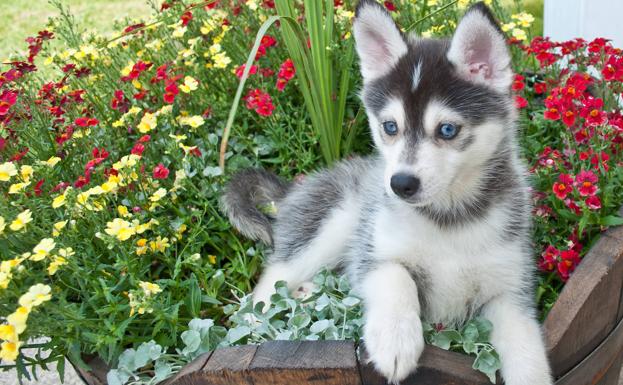El requisito que habrá que cumplir para tener perro