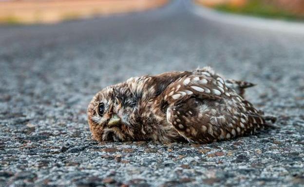 Más de 25 millones de aves mueren o resultan heridas cada año en España