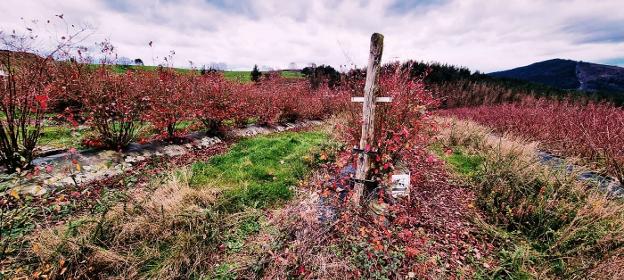 Ocho hectáreas de arándanos sin aprovechar en Tineo desde 2016