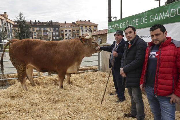 'Garbosa', la vaca asturiana de casi 1.300 kilos