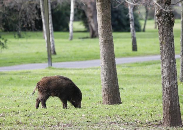 Más de 500 jabalíes abatidos con arco en Gijón en los últimos dos años