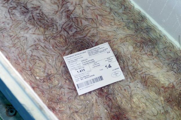 La campaña de la angula en Ribadesella encara su recta final con una caída de las capturas del 40%