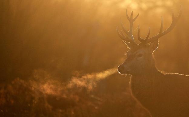 Una conductora reclama al Principado los daños por colisionar con un ciervo en Pravia