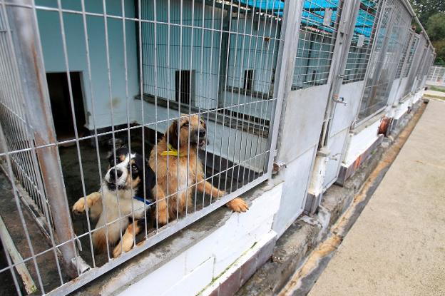 El juez anula la prórroga del contrato con la anterior concesionaria de la perrera