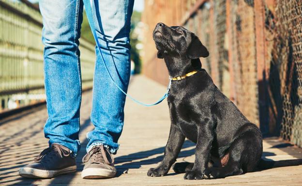 Los collares para perros que prohíbe la nueva Ley de Bienestar Animal