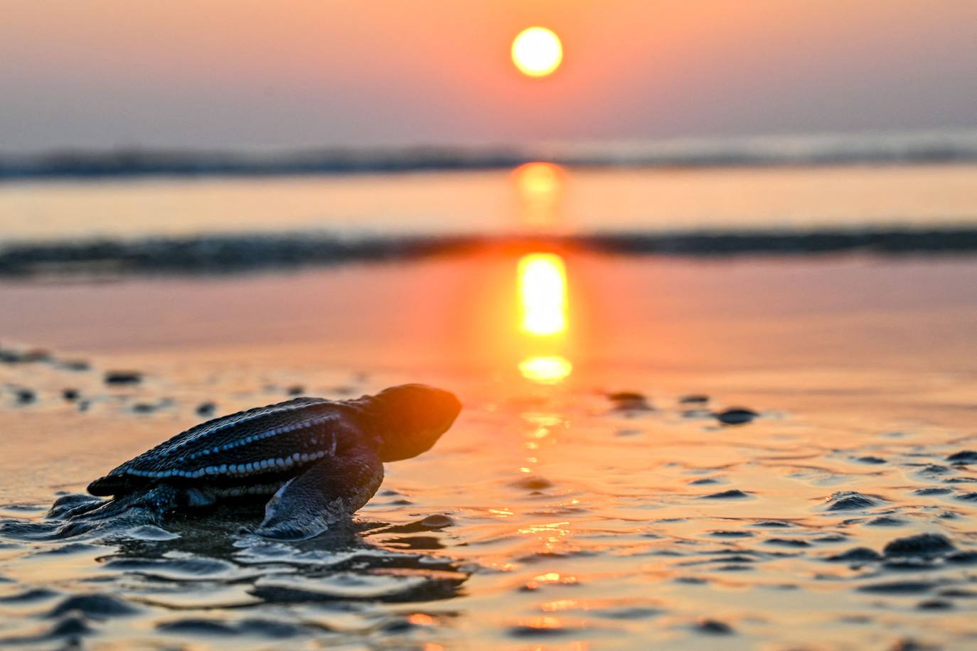 Las tortugas marinas más grandes del mundo vuelven al océano
