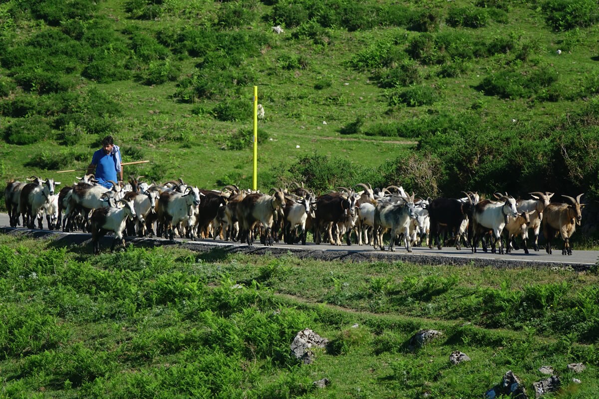 Los beneficios del pastoreo tradicional
