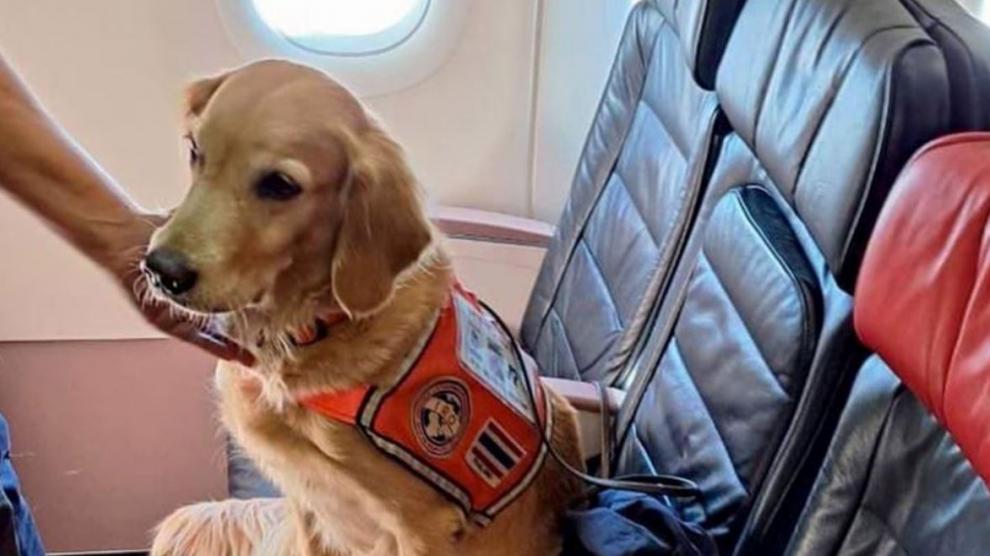 Turkish Airlines cedió asientos de primera clase a los perros de rescate del terremoto