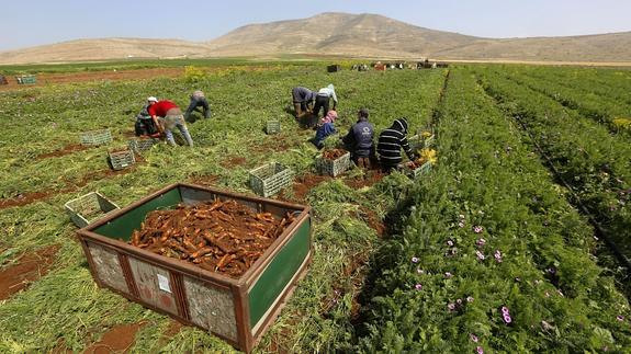 Los precios de los alimentos, en su nivel más bajo en cinco años