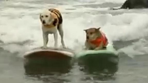 Los perros también surfean