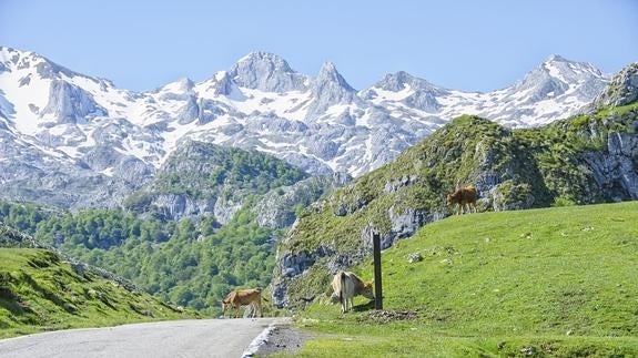 Rincones del Parque Natural de los Picos de Europa