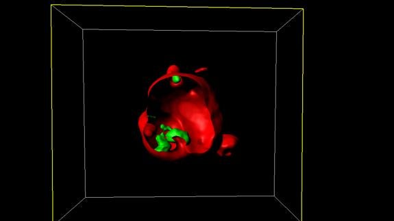 Virus bacterianos encapsulados para evitar infecciones