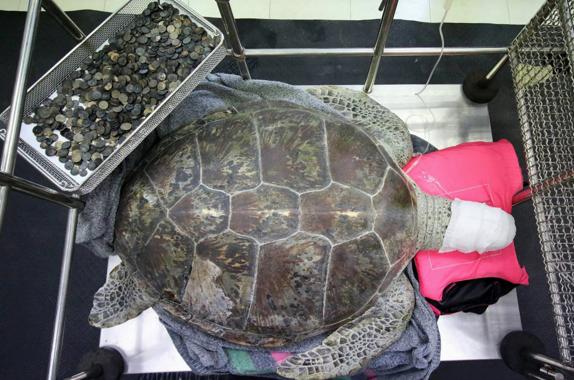 Extraen 915 monedas del estómago de una tortuga en Tailandia