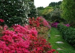 Luarca, el refugio de las camelias | El Comercio