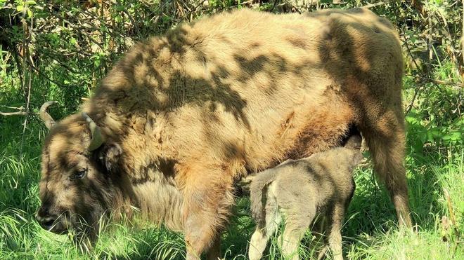 El primer bisonte en 10.000 años