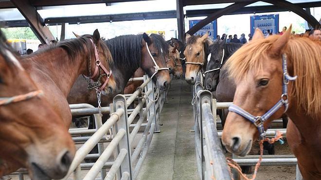 El sector equino de montaña se siente marginado por el Principado