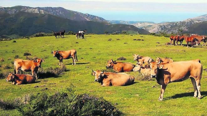 Los concejos de Picos pierden 1.900 hectáreas de pastizales en los montes comunales