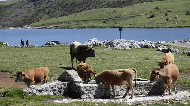 «Vamos a presentar una protesta por la reducción de los pastos»