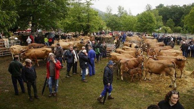 Corao vende el 80% del ganado