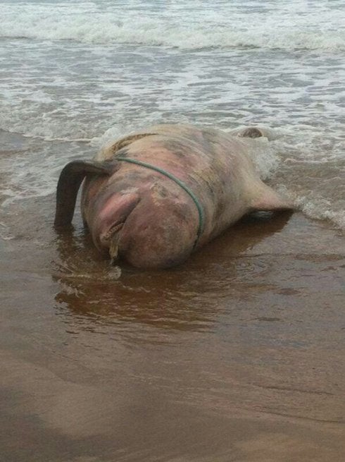 Tres cetáceos mueren en la riosellana playa de Vega en los últimos quince días