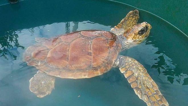 'Tugui', la tortuga boba rescatada en El Musel