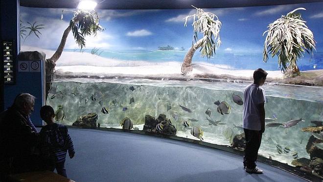 El Acuario de Gijón renueva su contrato de concesión dos años más y sube el precio de las entradas