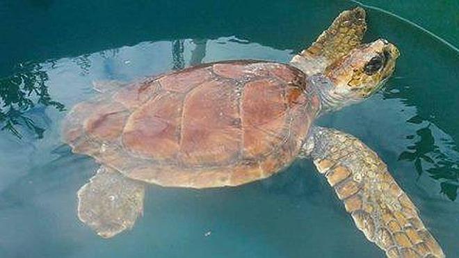 Fallece 'Tugui', la tortuga boba rescatada la semana pasada en El Musel