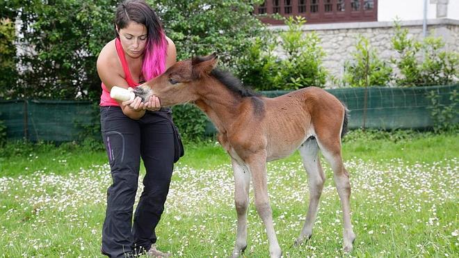 Potrillo huérfano en el Sueve
