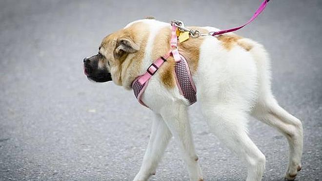 La conmovedora historia del "perro acordeón"