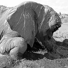 Cazadores Furtivos Matan Al Elefante M S Querido De Frica Para Sacarle