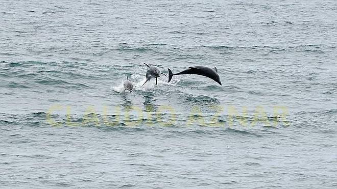 Una decena de delfines comparten olas con los surfistas en Salinas