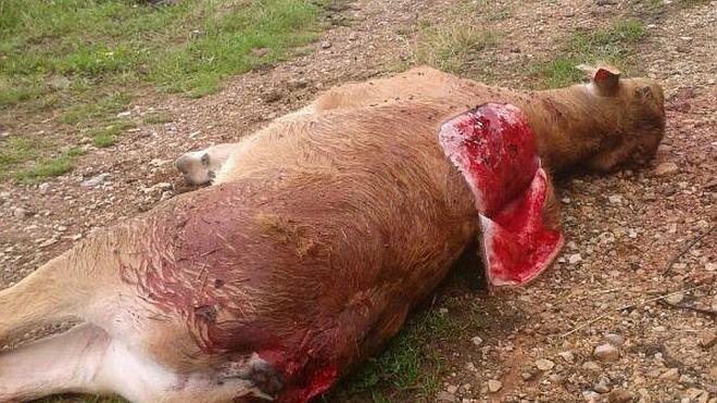 El lobo mata a varias terneras en la Sierra de Cuana y en Cabrales