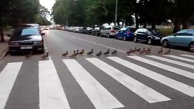 Los patos del parque Isabel la Católica, peatones ejemplares