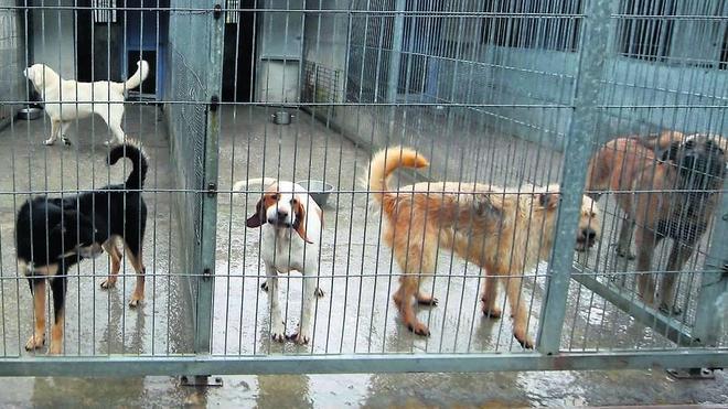 Dolores Moreno: «La perrera de Langreo siempre está al borde del colapso»