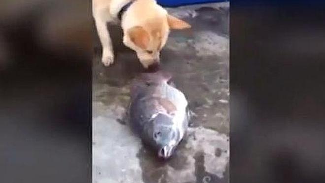 Conmovedor vídeo de un perro tratando de salvar a unos peces