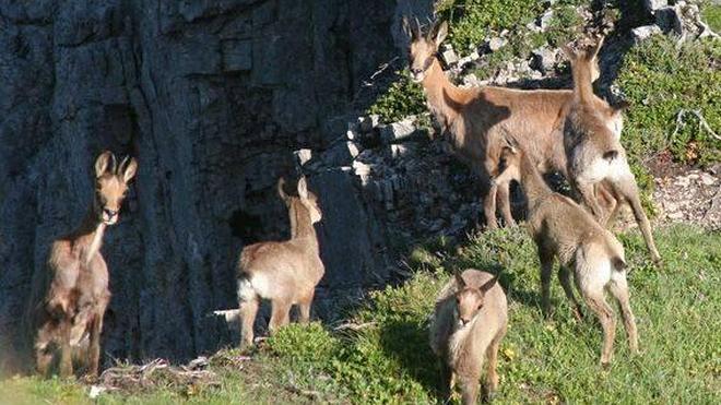 El rebeco se asienta en el Aramo y comienza a expandirse por la zona