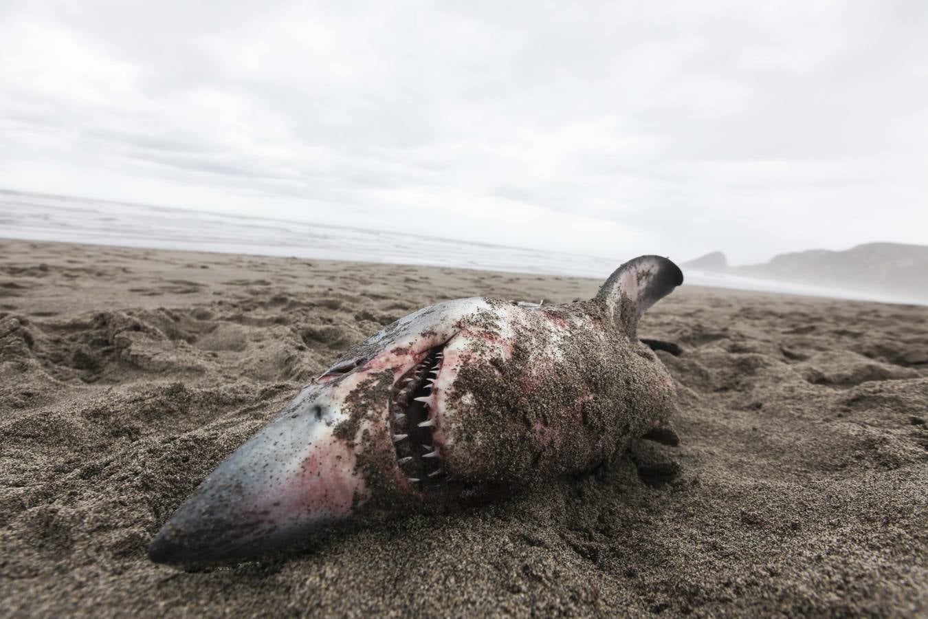 Aparece un tiburón muerto en la playa de Bayas