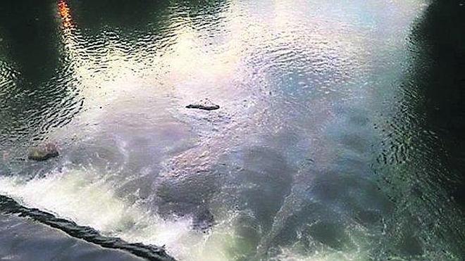 Un vertido en Sama mata varias truchas