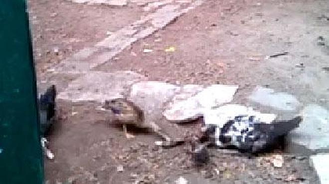 Patos 'caníbales' en el parque de Isabel la Católica