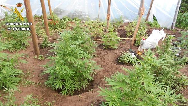 Dos detenidos y 150 plantas de marihuana incautadas en Bimenes y Siero